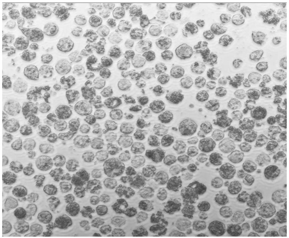 Construction of a genome-wide high-throughput cloning vector