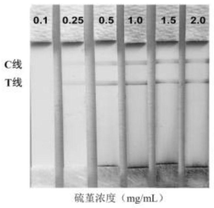 Thionine labeled antibody immunochromatography testing strip for visually and rapidly detecting transgenic protein