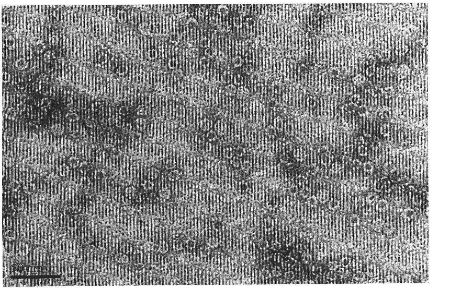 Animal magnetic ferritin material and its preparation method