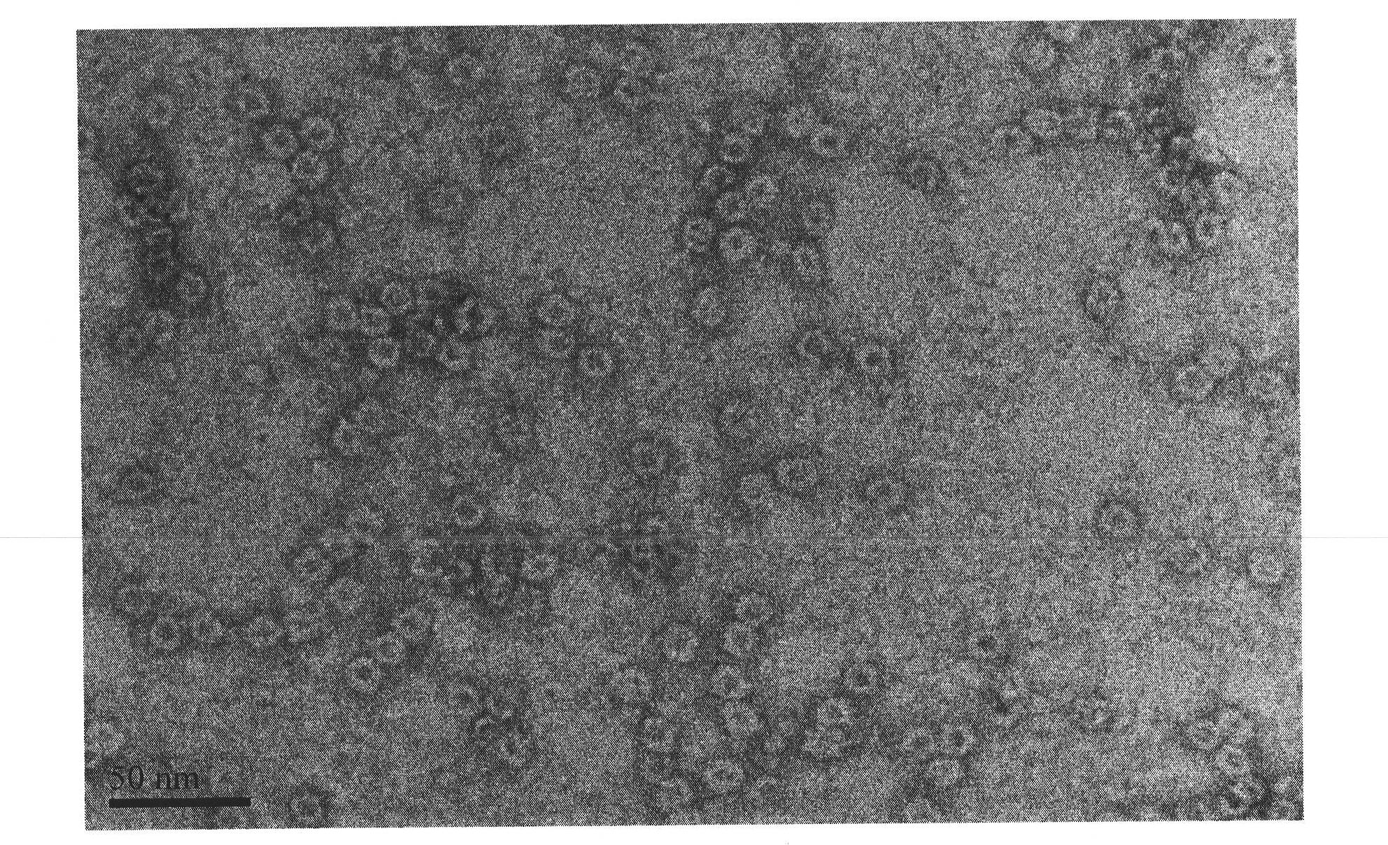 Animal magnetic ferritin material and its preparation method