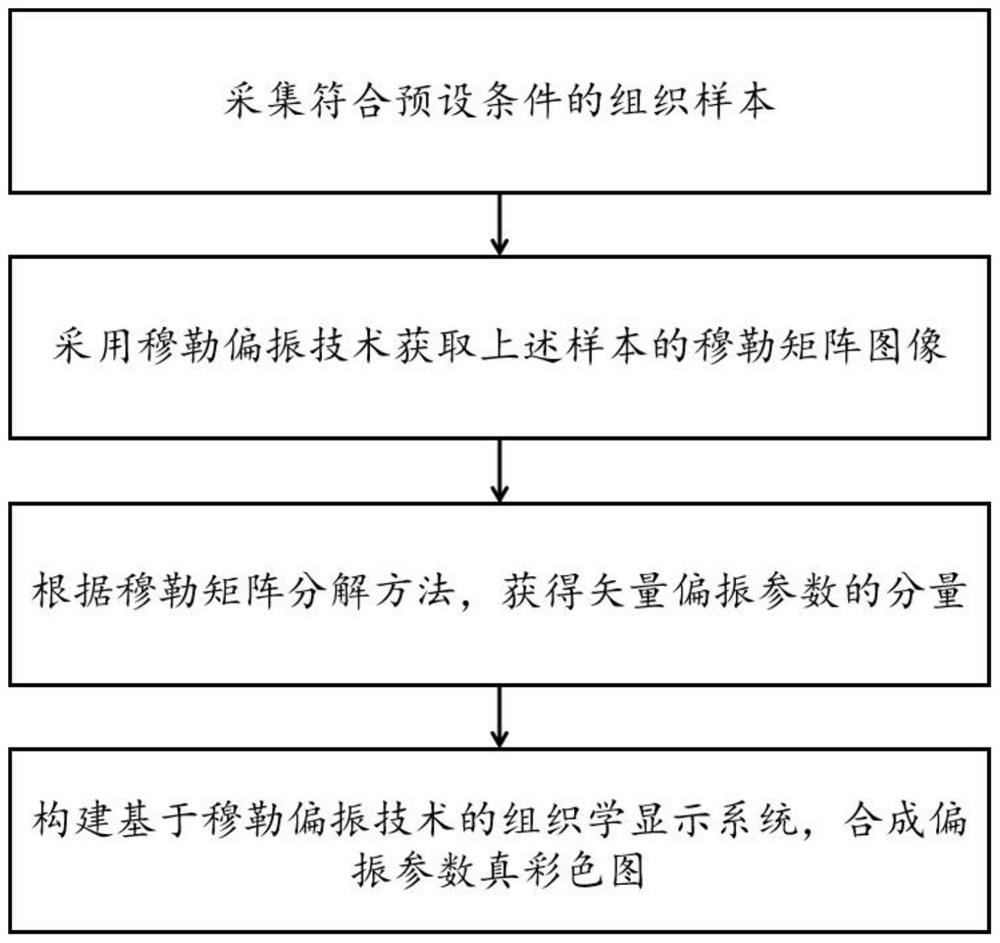 Mueller polarization technology-based biological tissue structure classification system