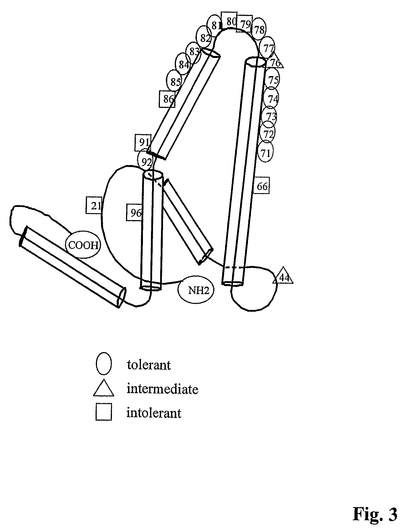 Hepatitis virus core proteins as vaccine platforms and methods of use thereof