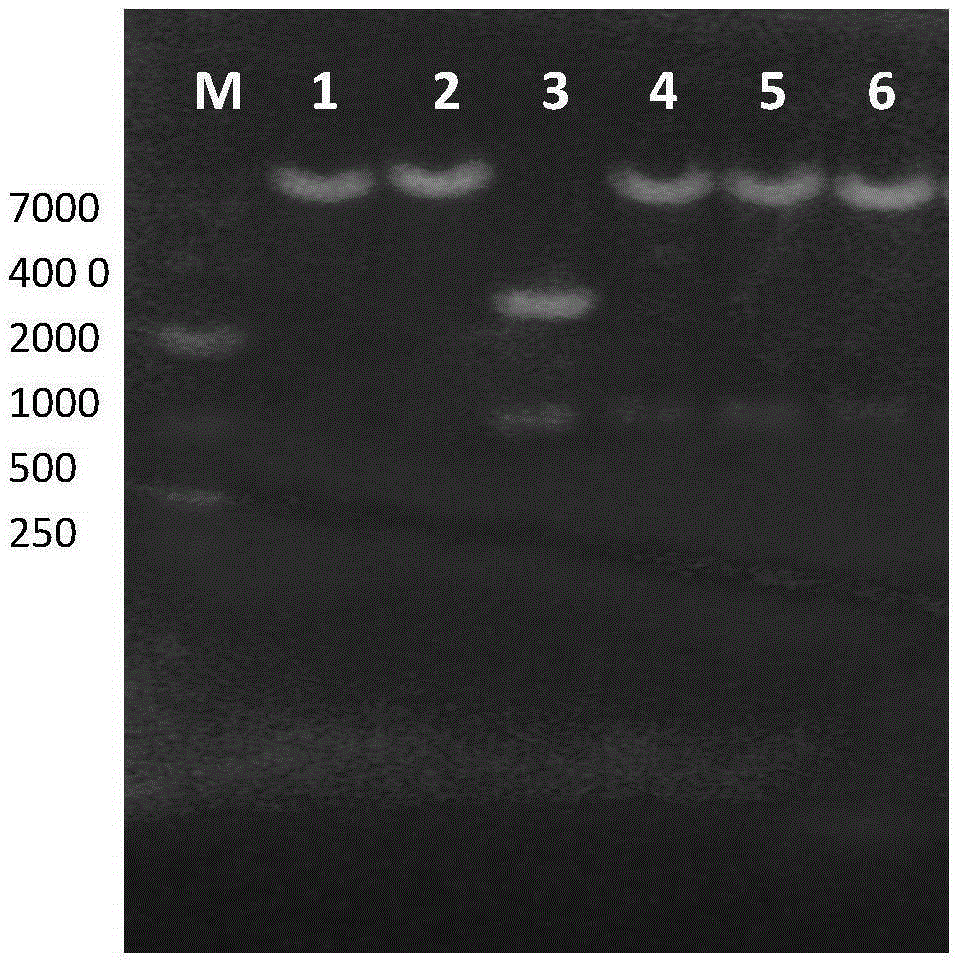 Recombination cell line for stable expression of classical swine fever virus E2 and application thereof