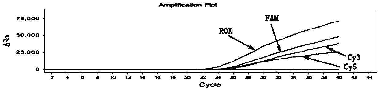 Human MTHFR gene polymorphism detection kit