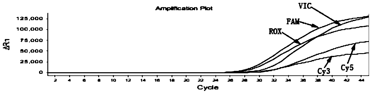 Human MTHFR gene polymorphism detection kit