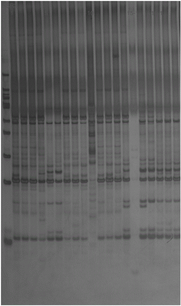 SSR core primer set based on Pennisetum purpureum Schum transcriptome sequence development and its application
