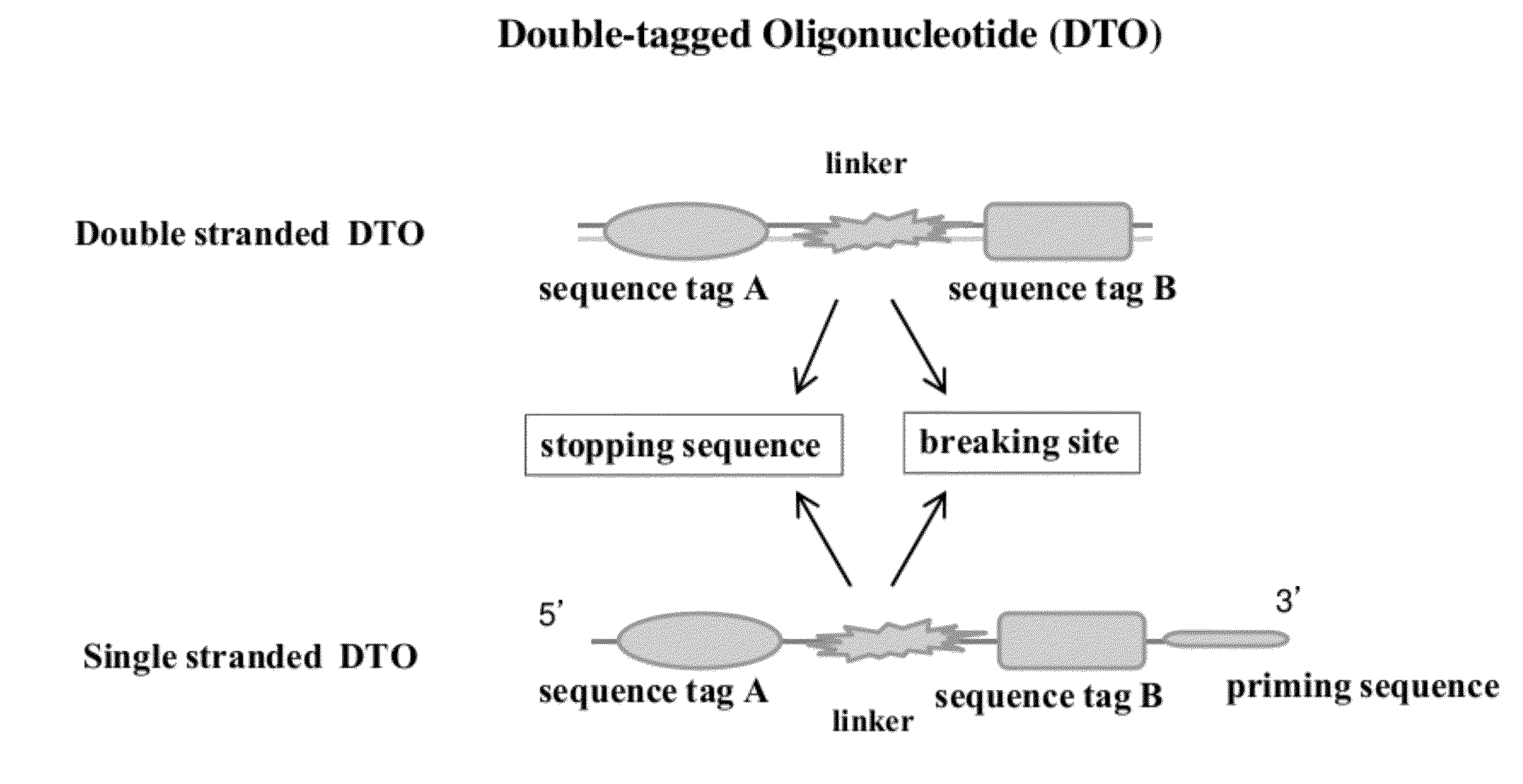 Methods of making di-tagged DNA libraries from DNA or RNA using double-tagged oligonucleotides