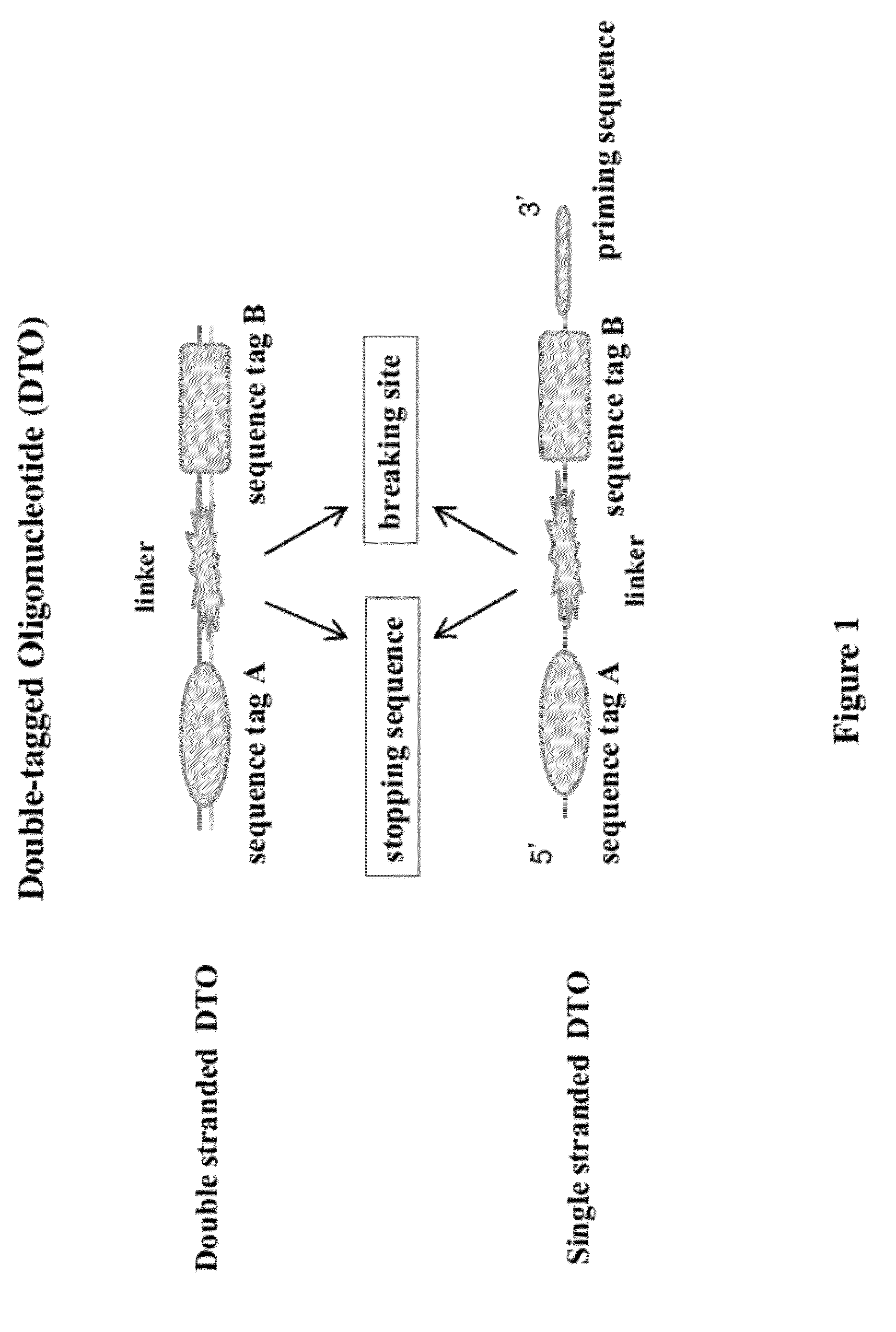 Methods of making di-tagged DNA libraries from DNA or RNA using double-tagged oligonucleotides