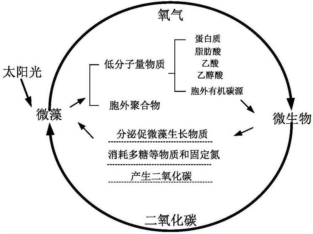 Symbiotic bacterium system for increasing biomasses of scenedesmus obliquus and improving quality of grease and application of symbiotic bacterium system