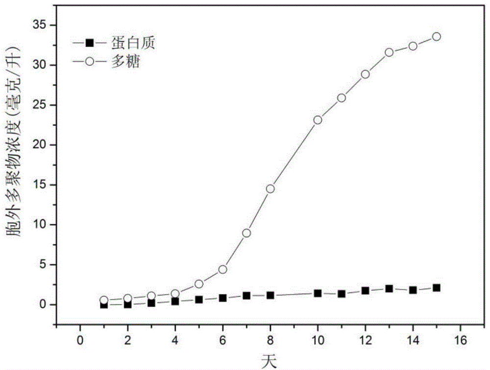 Symbiotic bacterium system for increasing biomasses of scenedesmus obliquus and improving quality of grease and application of symbiotic bacterium system