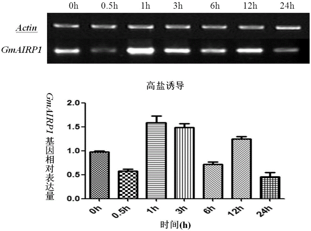 Soybean protein GmAIRP1 and coding gene and application thereof