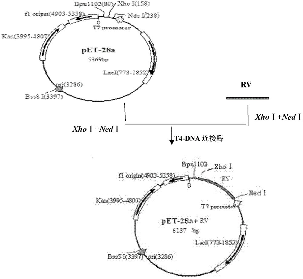 Recombinant rubella virus protein and applications thereof