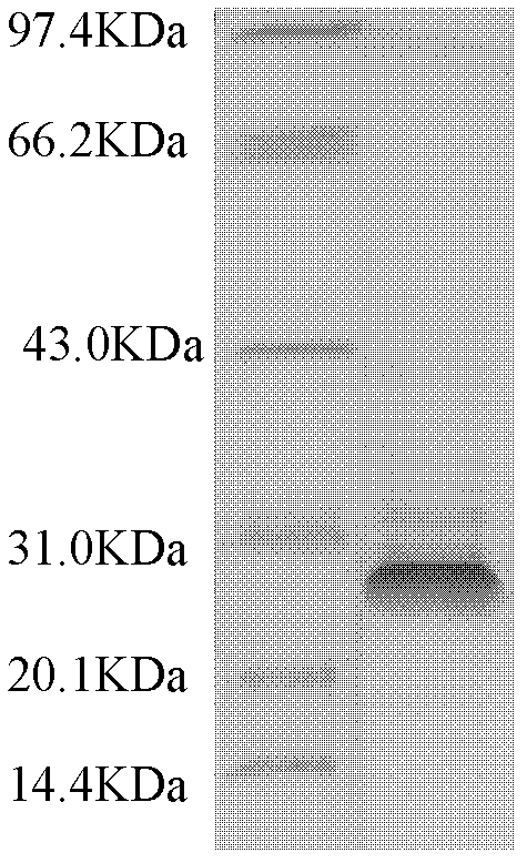 Recombinant rubella virus protein and applications thereof