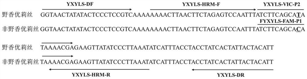 SNP (Single Nucleotide Polymorphism) marker for oryza sativa L.
