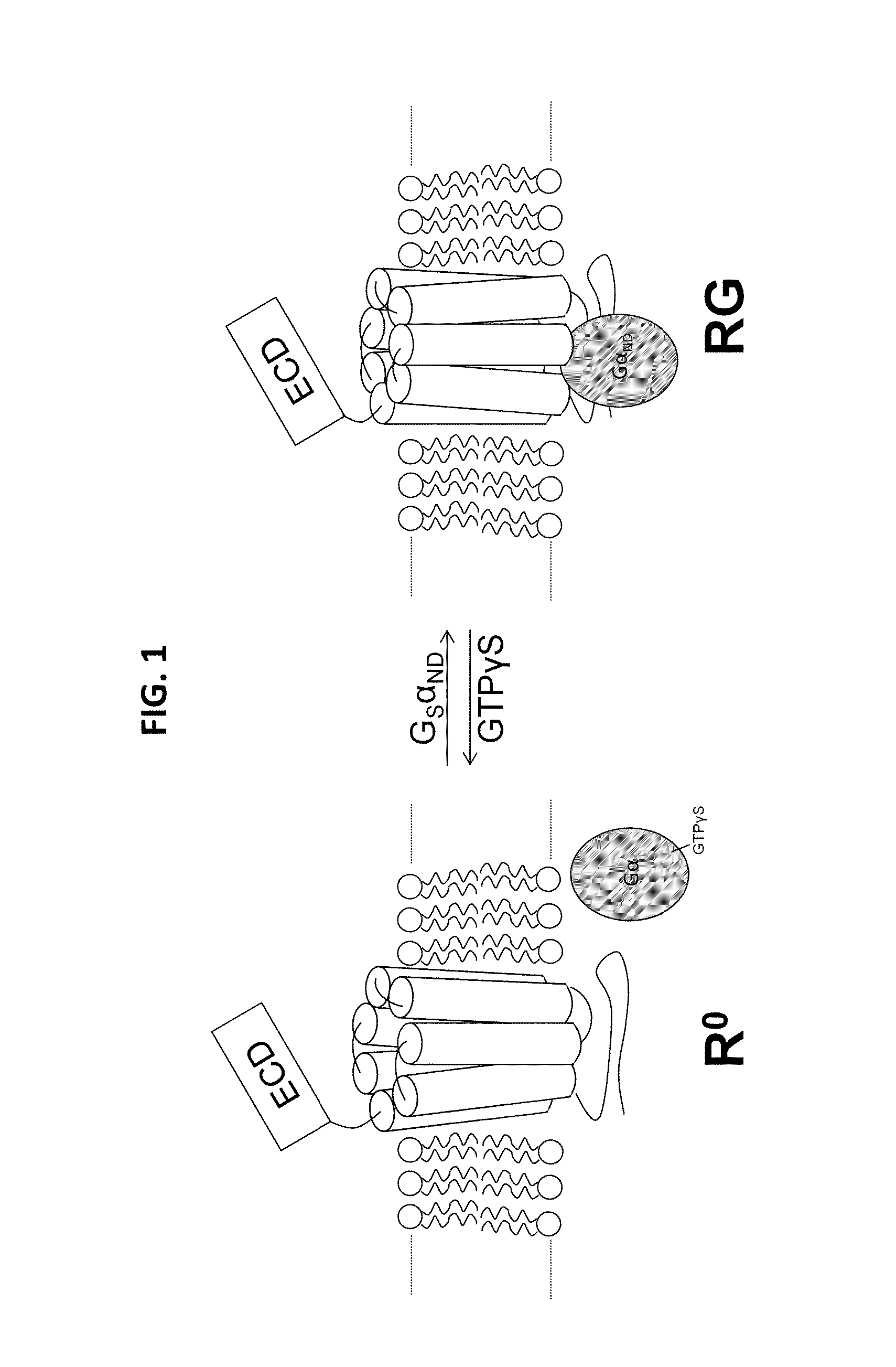 Alpha-/beta-polypeptide analogs of parathyroid hormone (PTH) and method of using same