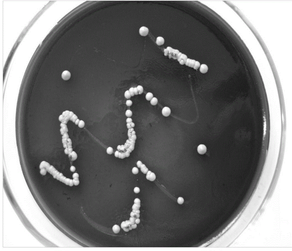 Saccharomyces cerevisiae and application thereof