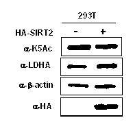 Lactate dehydrogenase A acetylation activator and application thereof