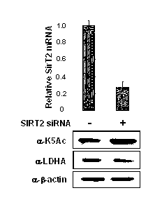 Lactate dehydrogenase A acetylation activator and application thereof