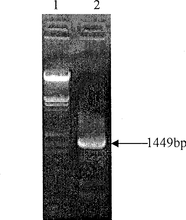 Nitrate transport protein of diatom and its coding gene and application