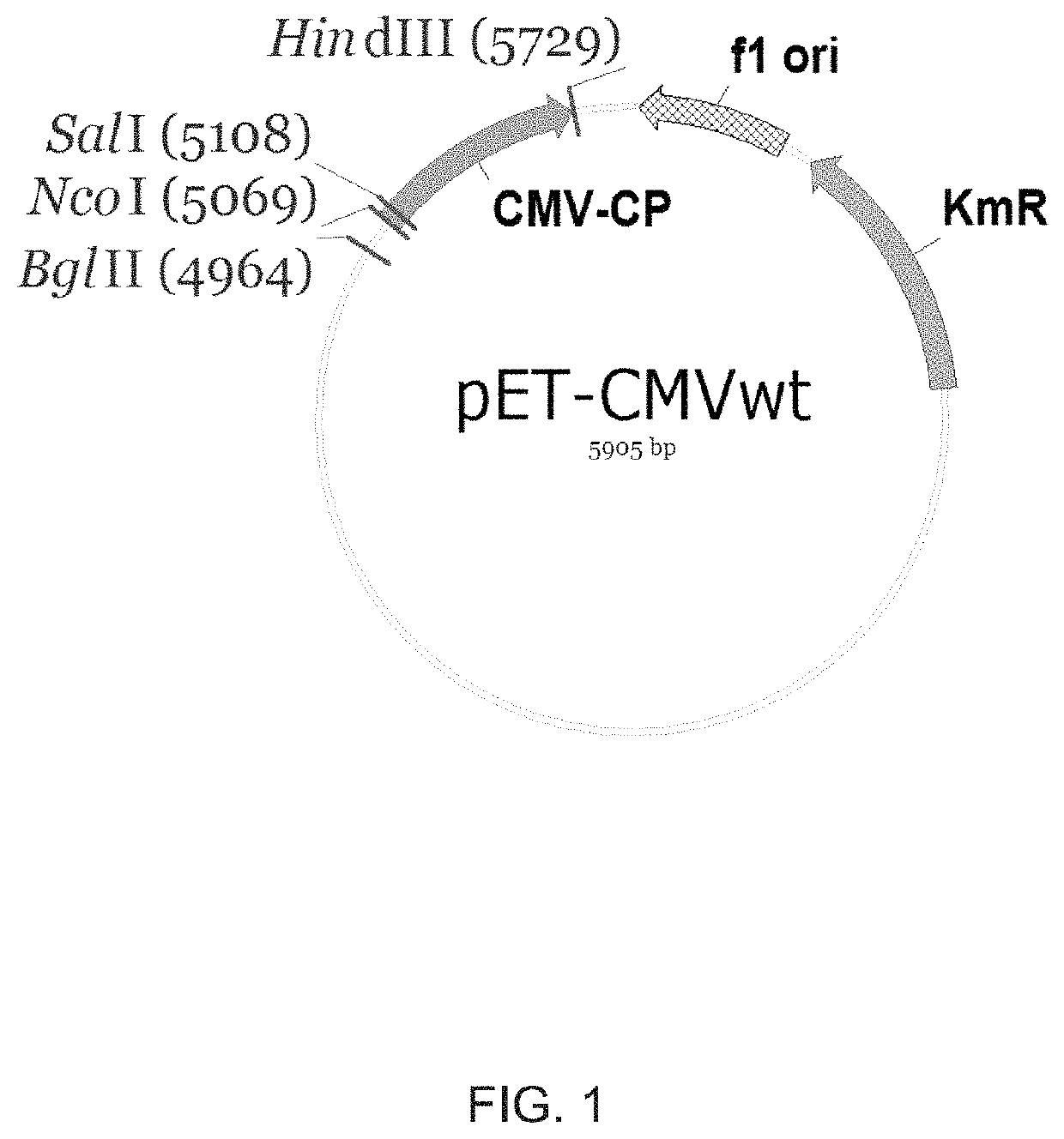 Modified virus-like particles of CMV