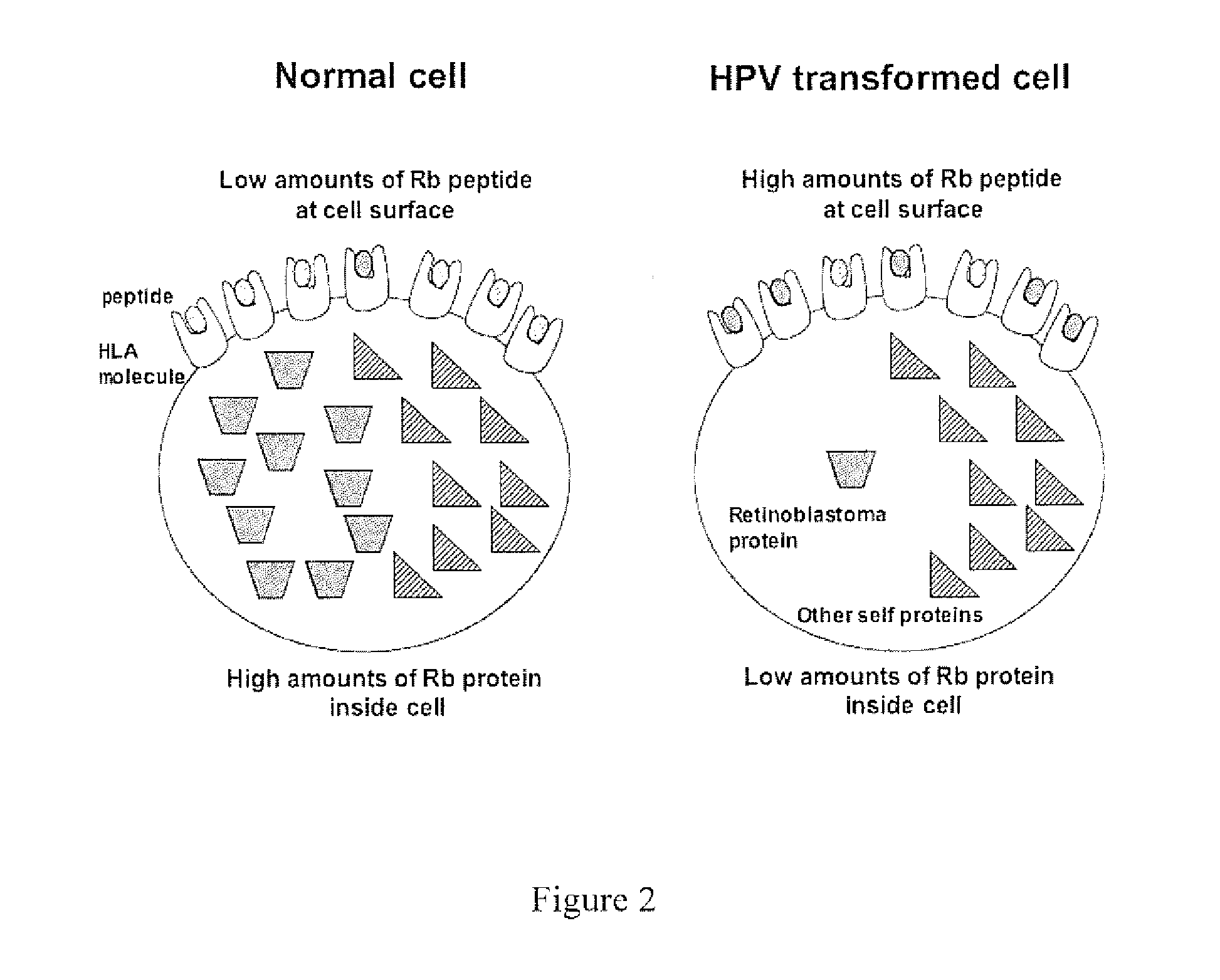 HPV vaccine comprising peptides from host cell proteins