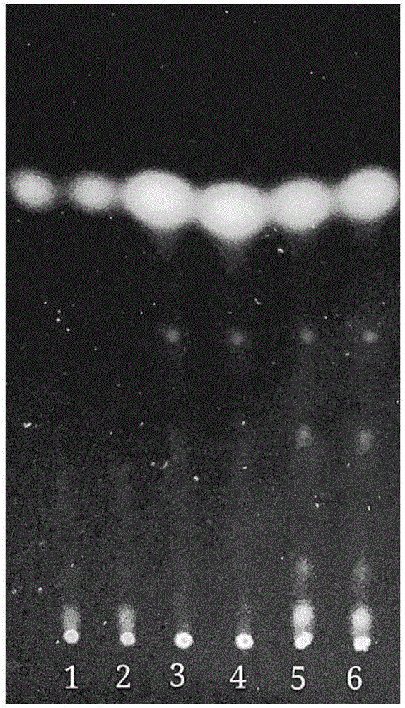 TLC (Thin-Layer Chromatography) detection method for Chinese angelica in herba leonuri biochemical mixture