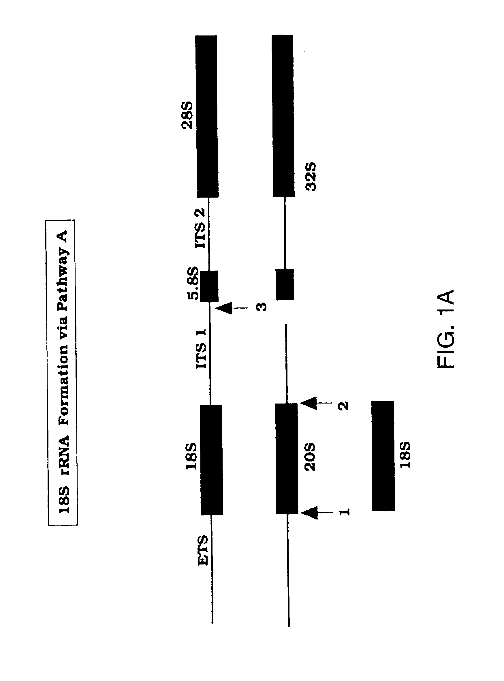 Methods to screen for antibiotic agents and their use in treatment of opportunistic infections