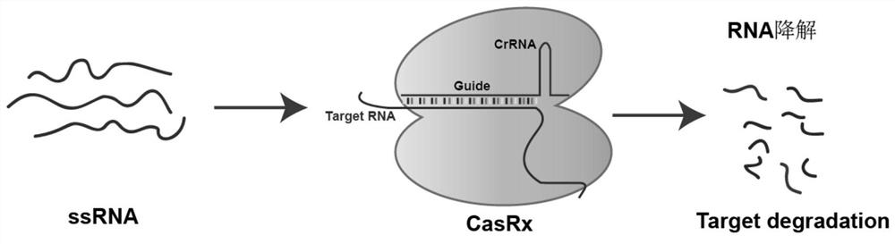 Exosome delivery CasRx gene silencing AAV vector and construction method and application thereof