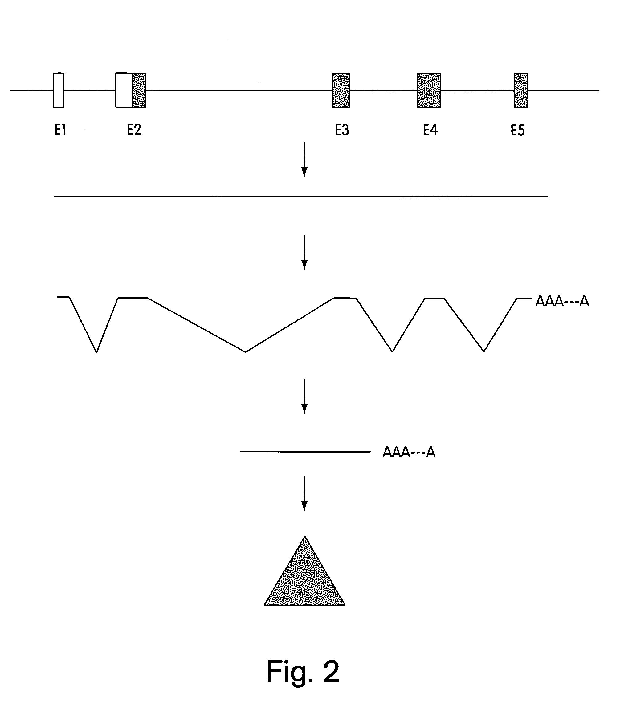 Vectors and methods for the mutagenesis of mammalian genes