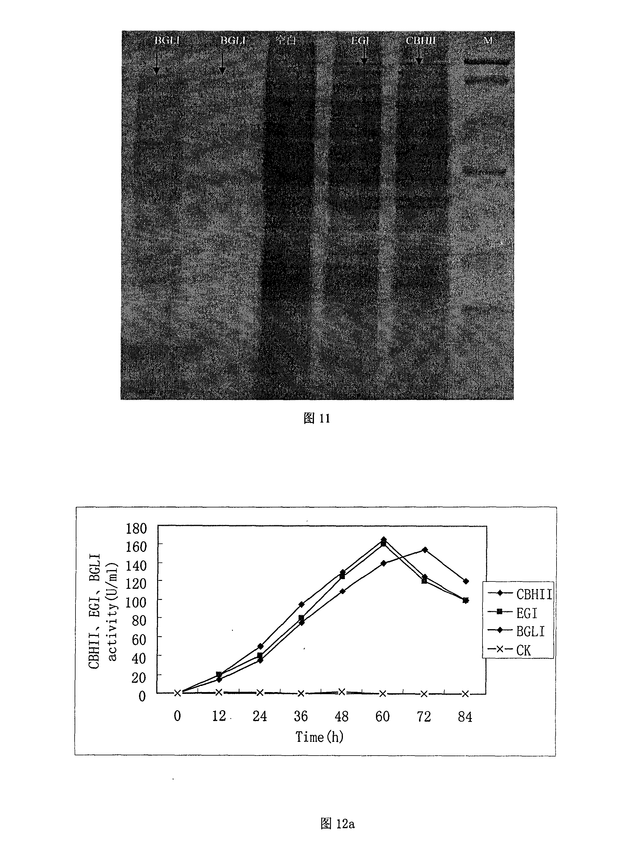 Schizosaccharomyces pombe engineering strain having cellulase activity and constructing method thereof