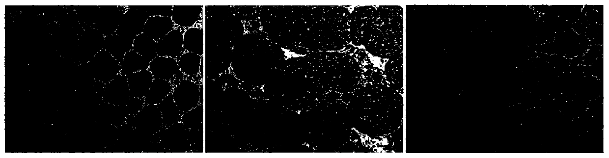 Feed additive for promoting ovarian development and egg yolk generation of river crabs as well as preparation method and application thereof