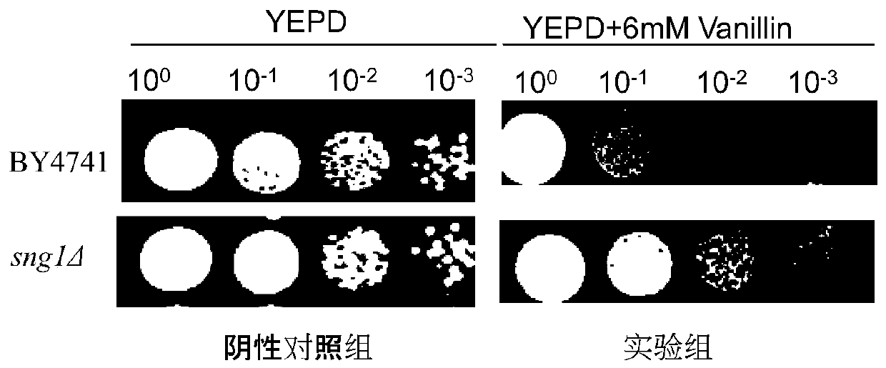 Application of gene SNG1 deletion in improving vanillic aldehyde resistance of saccharomyces cerevisiae
