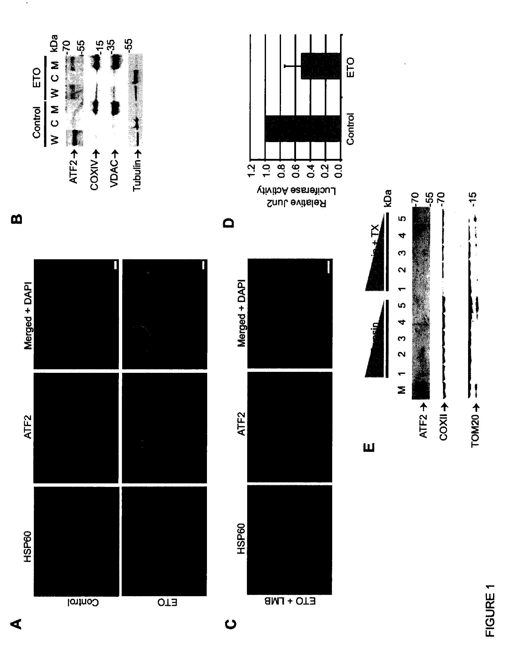 Methods for diagnosis and treatment of cellular proliferative disorders