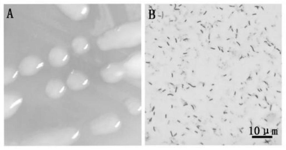 A Broad-spectrum Disease-resistant Bacillus Veles and Its Application
