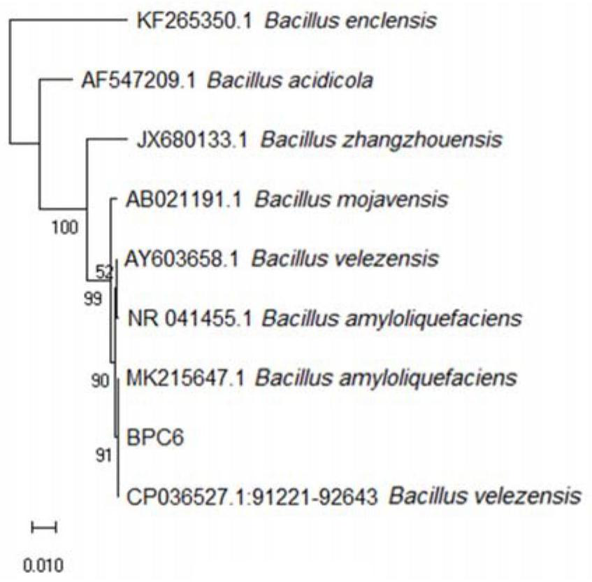 A Broad-spectrum Disease-resistant Bacillus Veles and Its Application