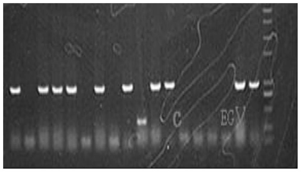 Pichia pastoris engineering bacterium for heterologous expression of cellulase gene EGV and application of pichia pastoris engineering bacterium