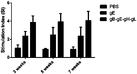 A kind of varicella-zoster virus gb-ge-gh-gl fusion protein, genetic engineering subunit vaccine and preparation method