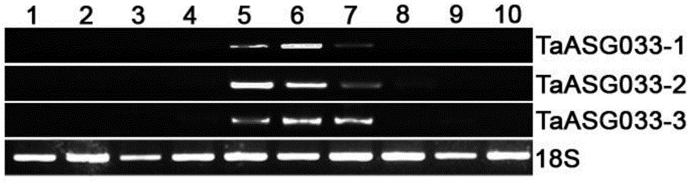 Identification and applications of plant anther-specific expression promoter pTaASG033