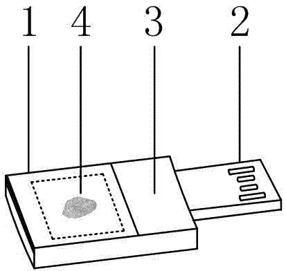 Fingerprint recognition USB flash disk