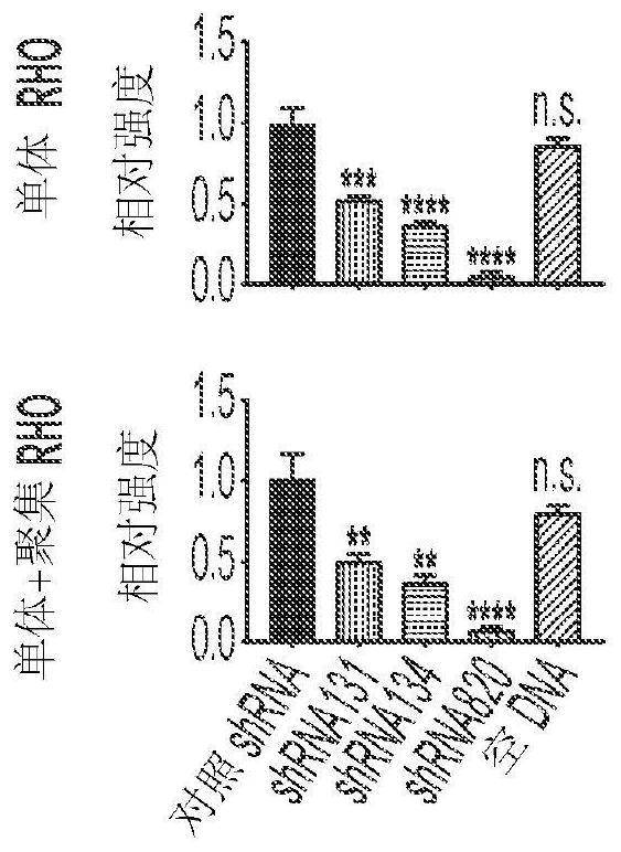 Compositions and methods for treatment of dominant retinitis pigmentosa