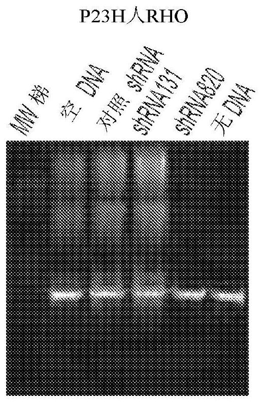 Compositions and methods for treatment of dominant retinitis pigmentosa