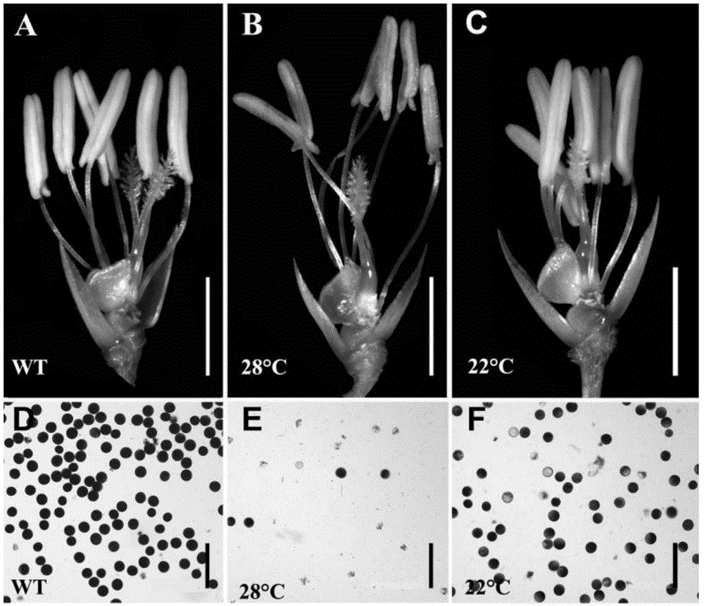 Application of paddy rice temperature sensitive male sterility gene TMS10 and fertility restoration method