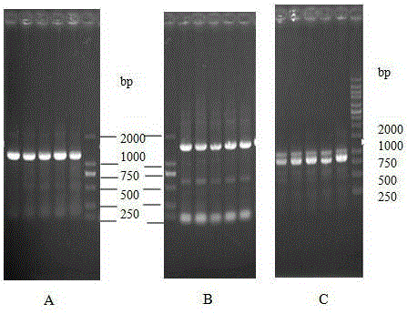 Method for improving bacillus subtilis strain