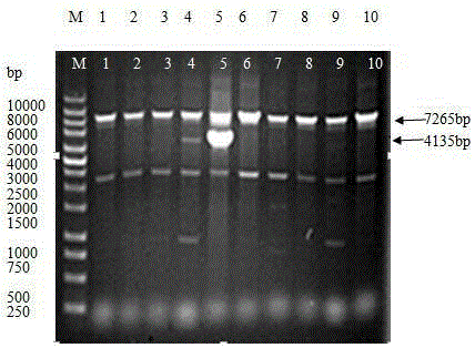 Method for improving bacillus subtilis strain