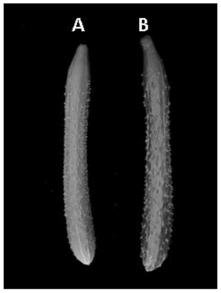 Molecular marker linked with cucumis sativus peel gloss regulation gene and application