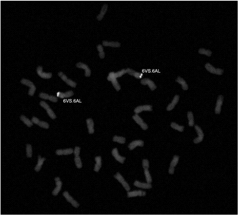 Method for rapidly identifying H. villosa chromosomes in wheat background