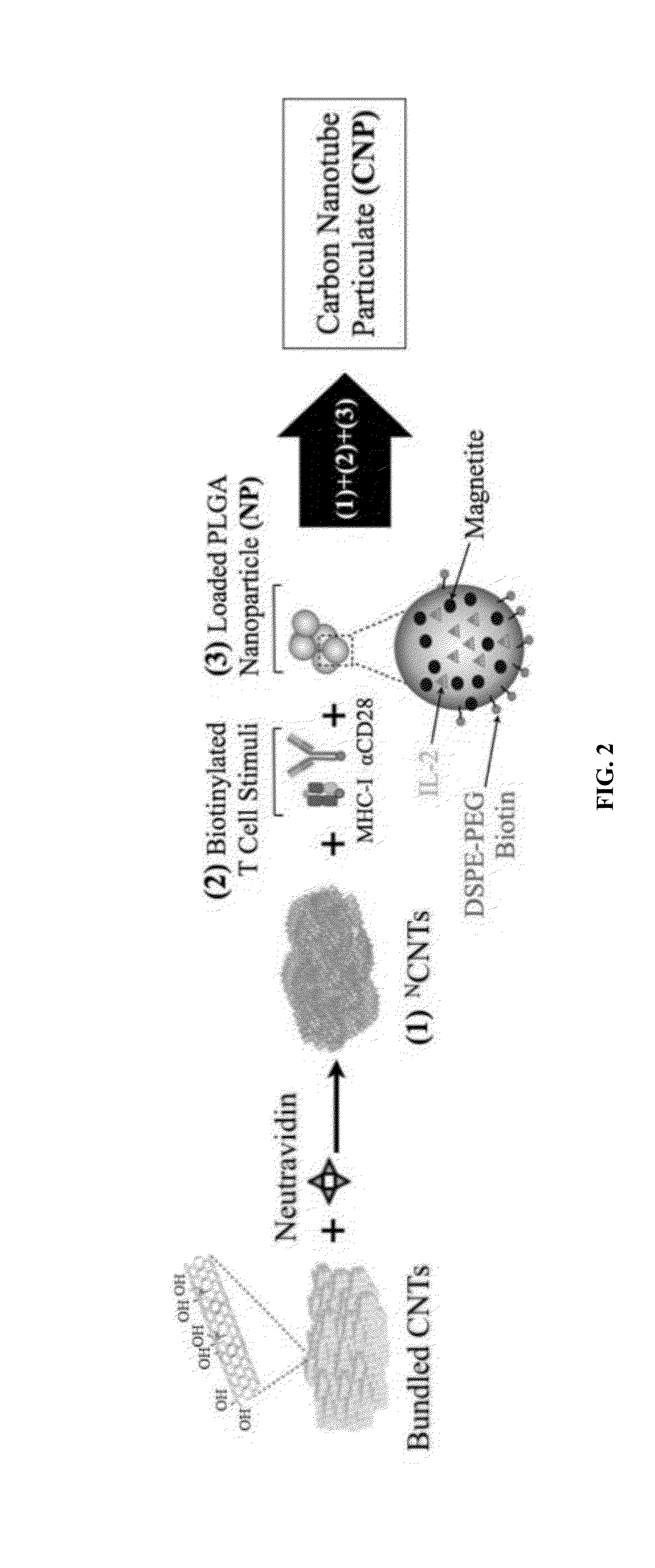 Carbon nanotube compositions and methods of use thereof