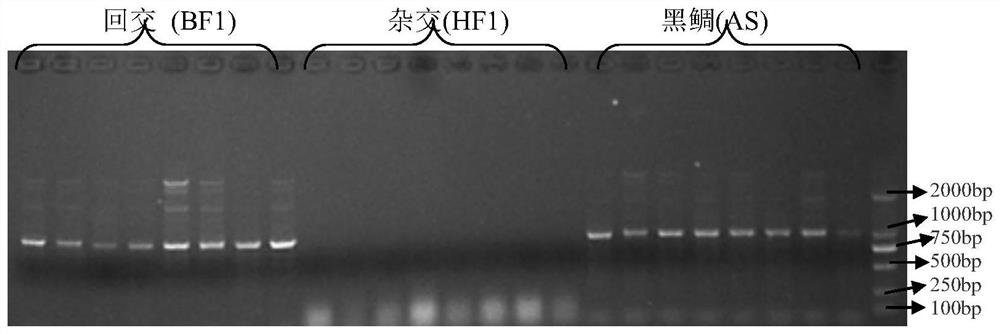 Molecular marker method for identifying hybrid offspring of black sea bream and red sea bream by using ISSR (inter-simple sequence repeat) primer