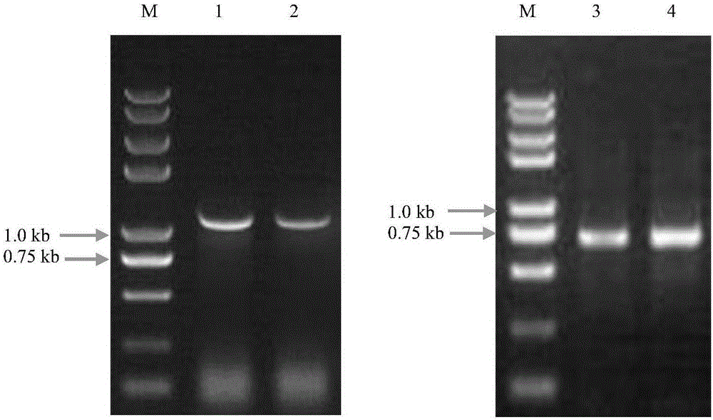 Rubber tree disease-resistant related protein GLPs and coding gene and application thereof