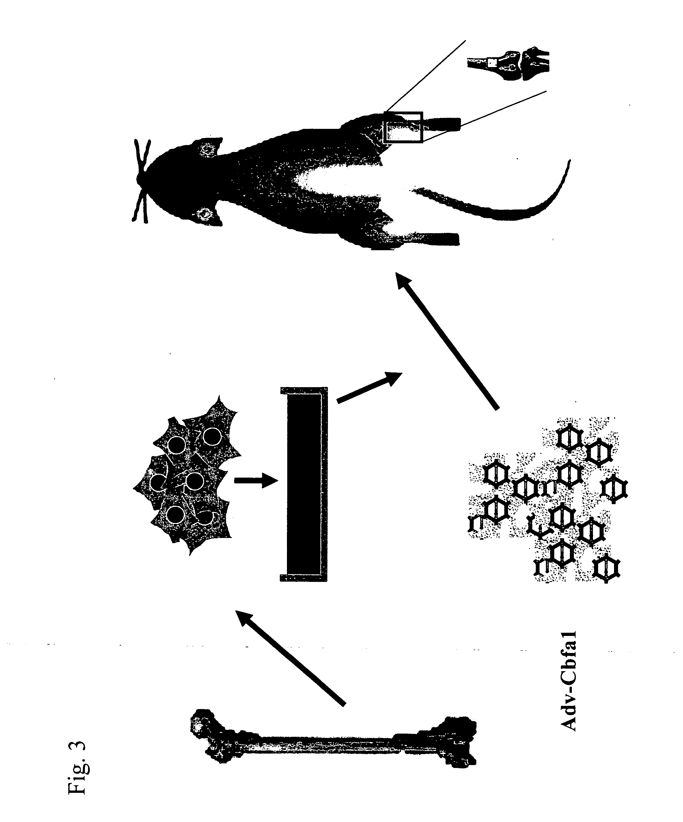 Implant for regenerating bone or cartilage with the use of transcriptional factor